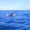 Bottlenose dolphin