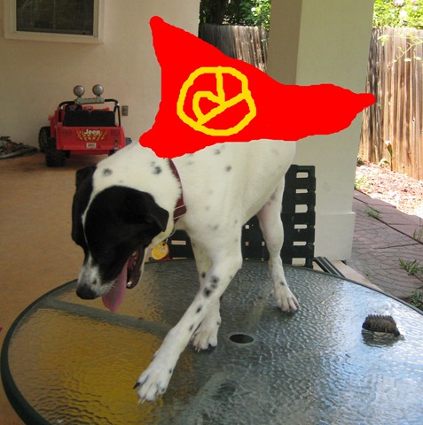 [rocco%2520wonderdog%255B5%255D.jpg]