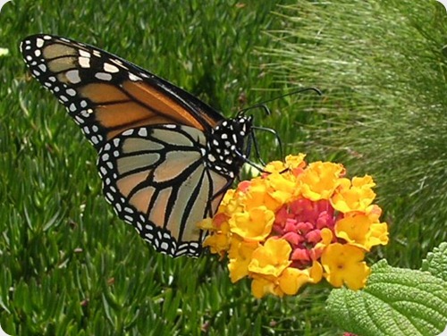 mariposa monarca6