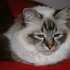 2010-02 katte 015.JPG