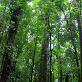 The Towering Rainforest - Roseau, Dominica