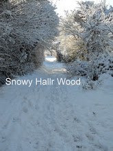 Snowy Hallr Wood