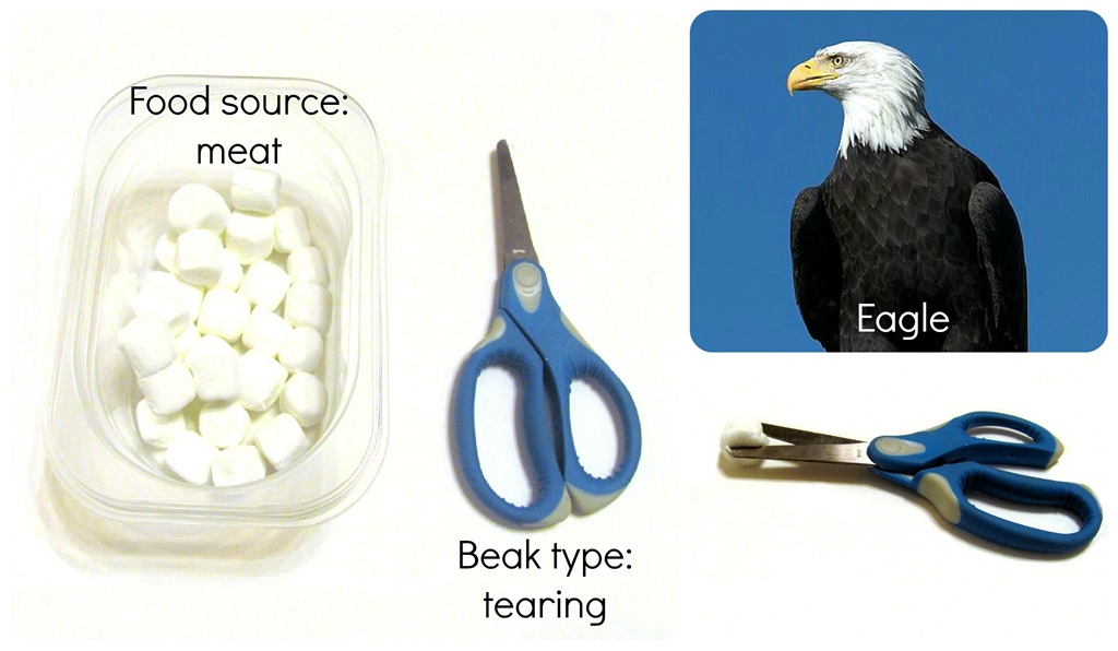 [eagle-beak-words-v2%255B1%255D.jpg]