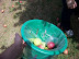 Picking Apples