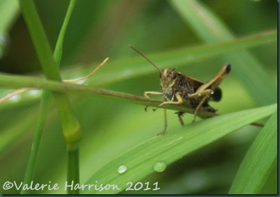 10 grasshopper