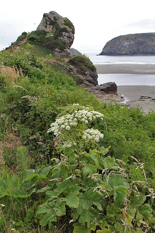 [110712_cow_parsnip_023.jpg]
