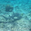  Snorkel Buck Island Reef 