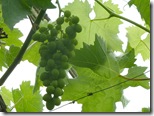 portmore glasshouse grapes