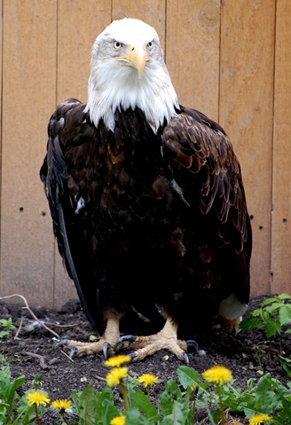 [aviary612.jpg]
