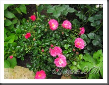 IMG_2060 IMG_2060