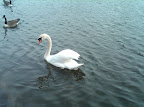 Hyde Park