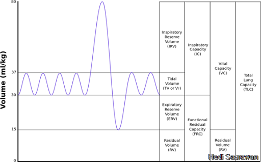 calculating tidal volume calculating tidal volume
