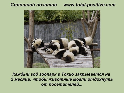 www.total-positive.com Зоопарк в Токио tokyo