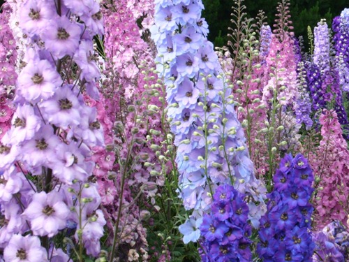 Delphinium_mixedDelphLarge[1]