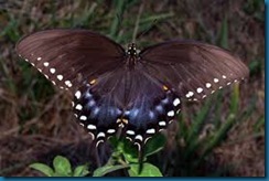 spicebush swallowtail butterfly