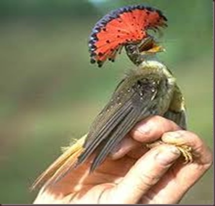 Amazing Animal Pictures Amazonian Royal Flycatcher (5)