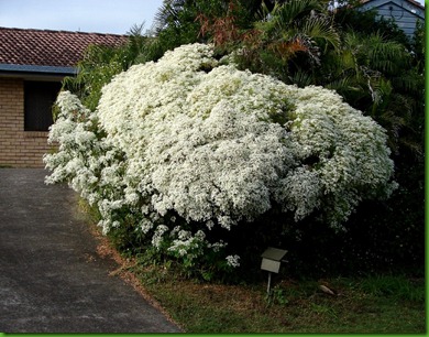 Snow flakes bush