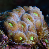 Colorful Underwater world