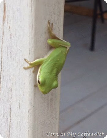 tree frog 2