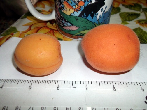 [DSCF0161-tiny2.jpg]