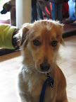 Sweet Ender here was rescued and adopted from the Philippines by 2 Peace Corps volunteers. He has retired from a tough life in the streets and now resides in Westchester.