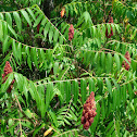 Staghorn Sumac