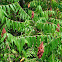 Staghorn Sumac