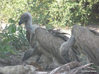 Chobe Nationalpark
