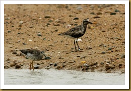 untitled Black-belled Plover Greater YellowlegsMSB_9732 August 27, 2011 NIKON D300S untitled Black-belled Plover Greater YellowlegsMSB_9732 August 27, 2011 NIKON D300S