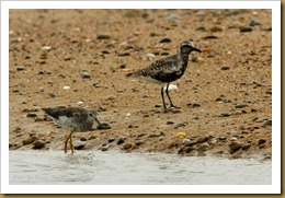 untitled Black-belled Plover Greater YellowlegsMSB_9732 August 27, 2011 NIKON D300S