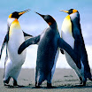 Penguins.jpg