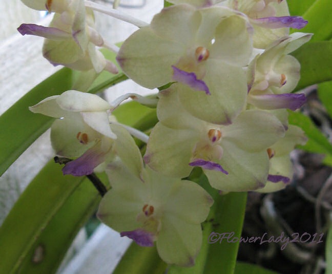 [10-22-tiny-orchids-2%255B5%255D.jpg]