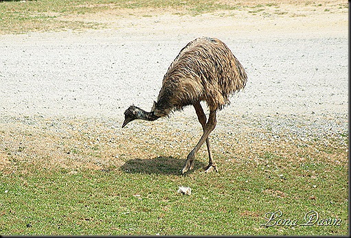 Safari_Emu2