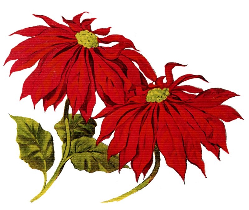 [christmas-clipart-pointsettias-graphicsfairy010b%255B4%255D.jpg]