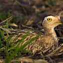 Double-striped Thick-knee