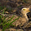 Double-striped Thick-knee