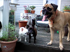 Johnny G. is a rescued Bullmastiff. He was found terrified tied to a tree. Thankfully, the animal control that found him called Bullmastiffrescue.us.