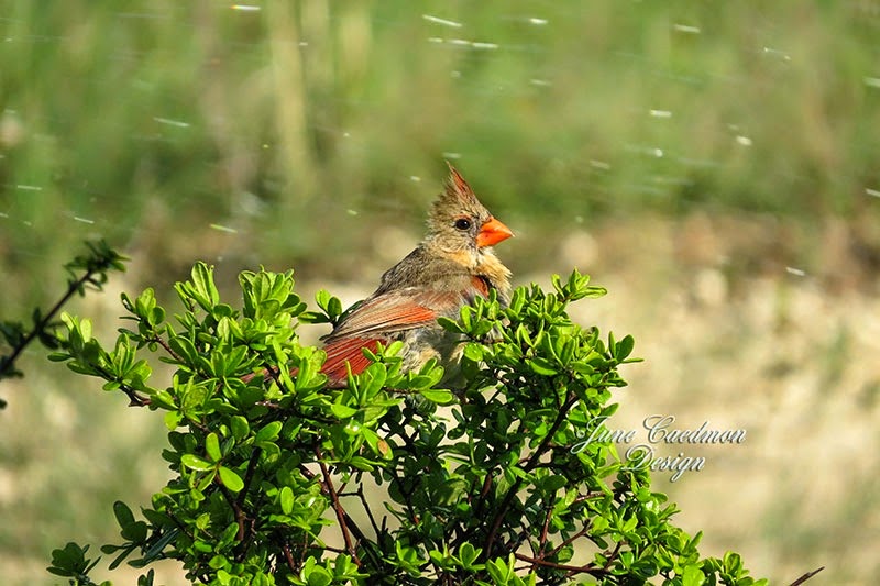 [Cardinal_Bathing1%255B3%255D.jpg]