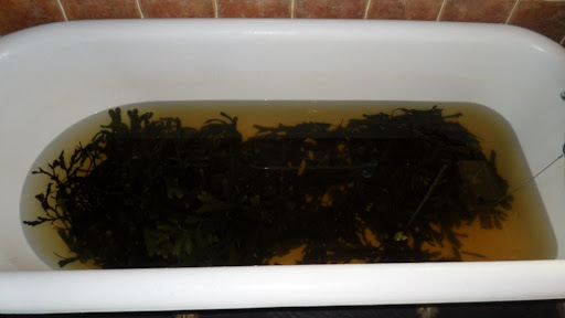 My seaweed bath! That's about ten pounds of seaweed.