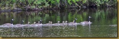 Canada Geese