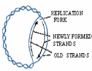 Prokaryotic DNA replication