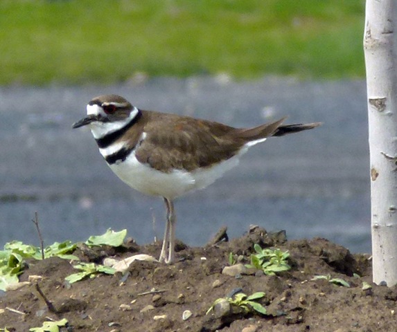 [killdeer%255B3%255D.jpg]