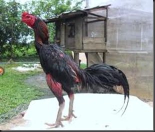 Budidaya: Perbedaan Ayam Bangkok Asli Impor dengan Ayam Bangkok Lokal