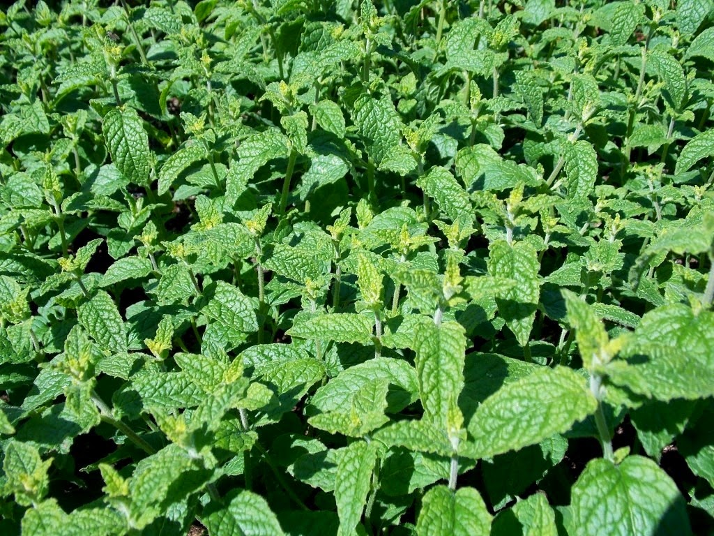 [Hortela-Morango3.jpg]