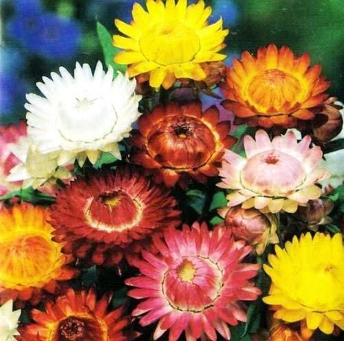 [Sempre-Vivas-Gigantes3.jpg]