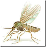 leishmaniosi leishmaniosi