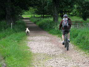 a little lamb scampers away from todd