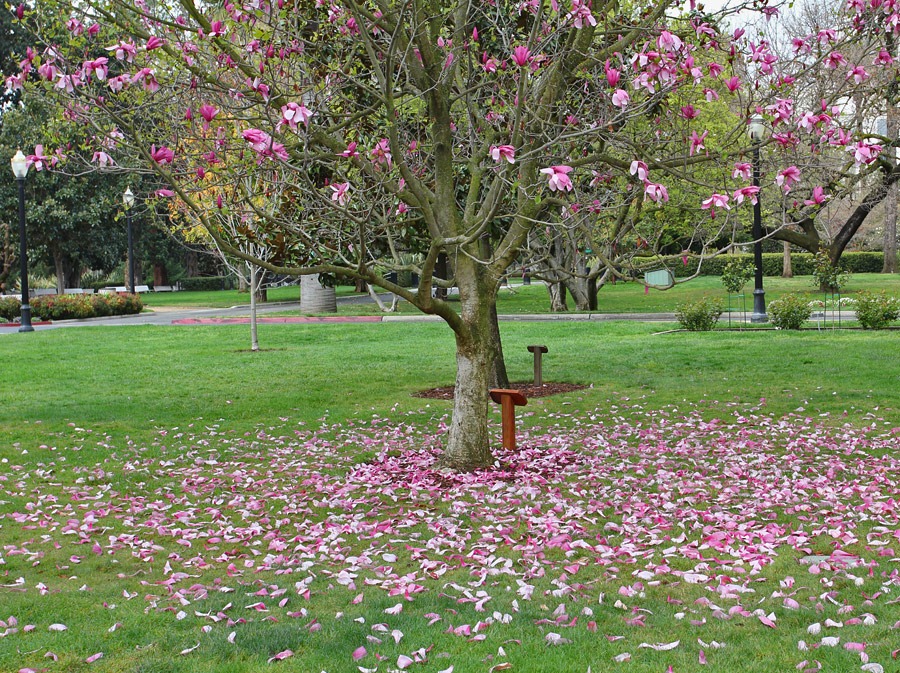 [120317_Capitol_Park_Magolia-Galaxy_0%255B1%255D.jpg]