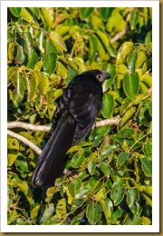 Smooth-billed Ani (Crotophaga ani) 