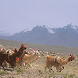 Llamas